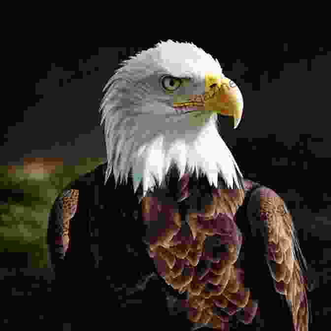 A Close Up Of A Majestic Bald Eagle, Its Piercing Gaze Locked With The Camera's Lens. A Wild And Precious Life: A Memoir