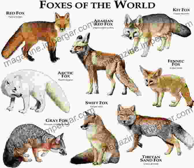 A Collage Of Foxes With Different Colors And Markings, Showcasing Their Diversity Fox Encyclopedia: Exploring The World Of Foxes