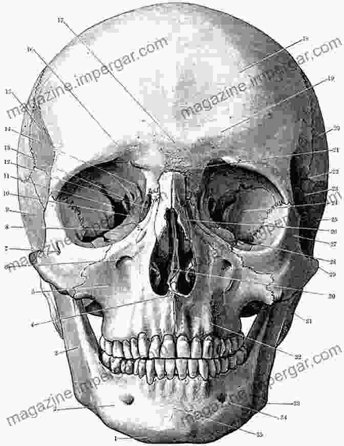 A Detailed Anatomical Drawing Of A Human Skull, Showcasing The Intricate Structure And Proportions Of The Human Head. The Art Of The Skull