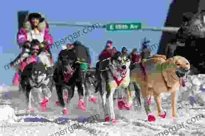 A Dog Sled Team Crosses A Frozen River In The Alaskan Wilderness. Right Through The Pack