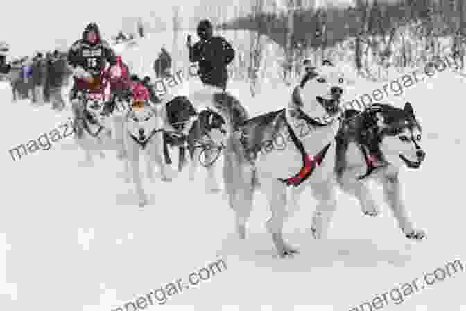 A Dog Sled Team Races Through The Snow Covered Alaskan Wilderness. Right Through The Pack