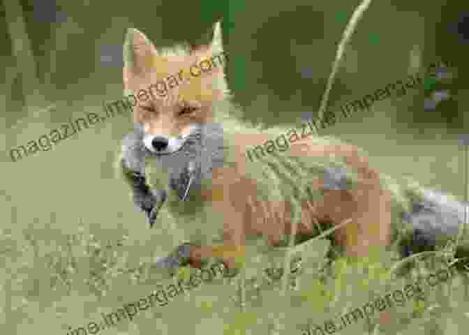 A Fox Hunting Its Prey, Showcasing Its Stealth And Agility Fox Encyclopedia: Exploring The World Of Foxes