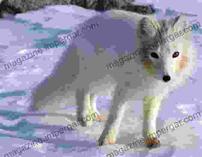 A Fox In The Arctic Tundra, Showcasing Its Adaptations To Cold Climates Fox Encyclopedia: Exploring The World Of Foxes