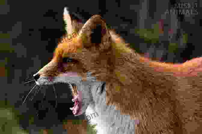 A Group Of Foxes Communicating Through Vocalizations And Body Language Fox Encyclopedia: Exploring The World Of Foxes