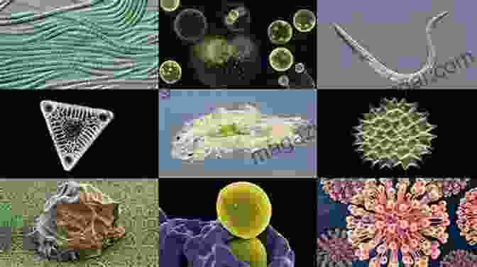 A Microscope Image Revealing The Diverse World Of Soil Microorganisms Encyclopaedia Of Soil Microbiology And Soil Biotechnology