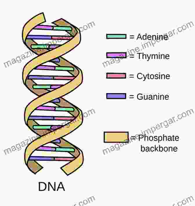 Diagram Of DNA Structure Seed Of Israel: DNA Guide To Tracing Your Jewish Ancestry