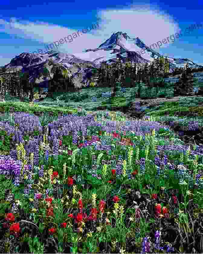 Jefferson Park Meadow In The Mt Jefferson Wilderness, Oregon Mt Jefferson Wilderness (Oregon My Oregon A Photographic Journey)