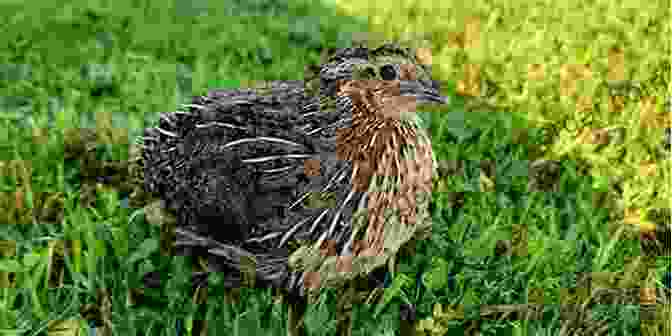 Quail Coccidiosis Urban Quail Keeping