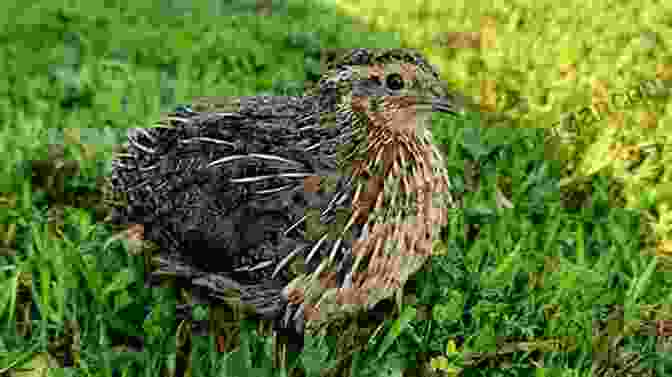 Quail Respiratory Infection Urban Quail Keeping