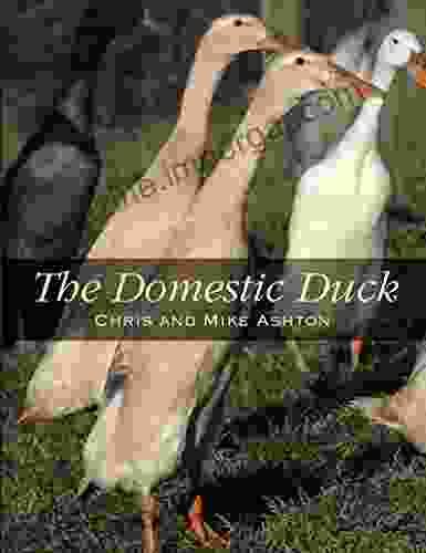 Domestic Duck K Maria D Lane