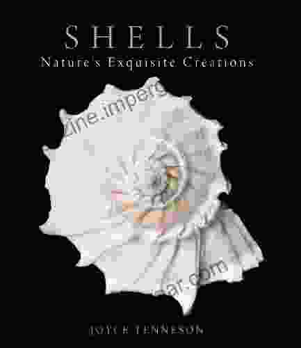 Shells: Nature S Exquisite Creations Joyce Tenneson